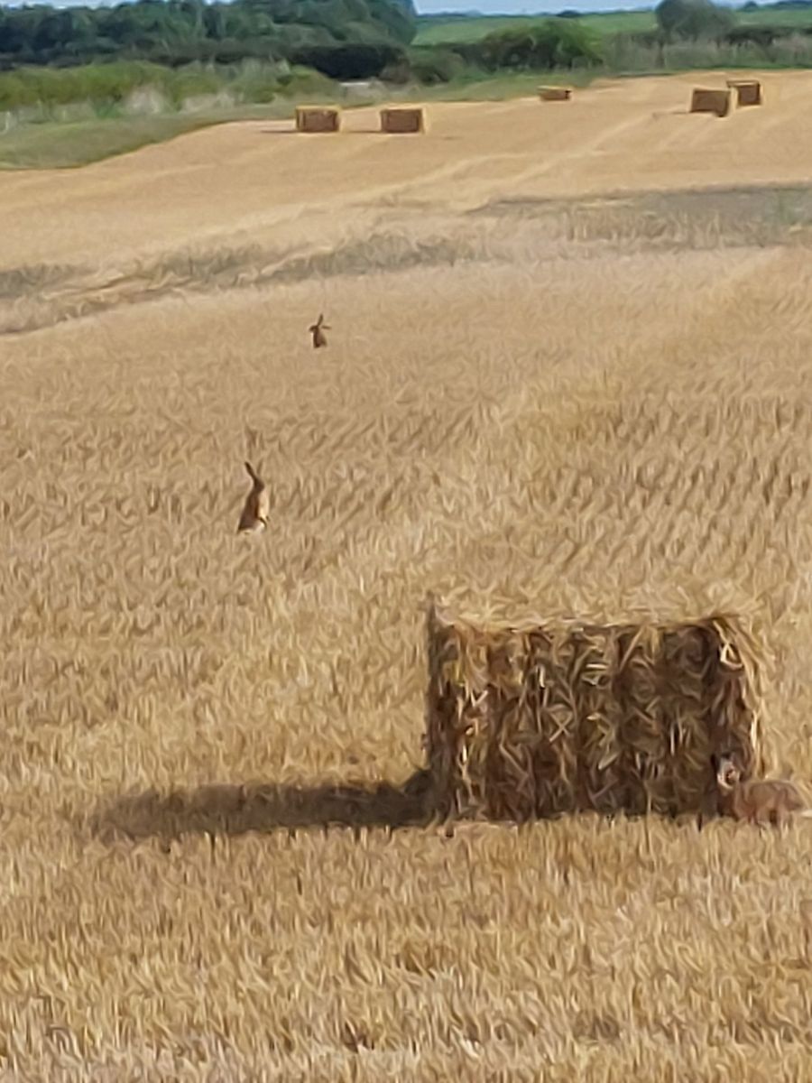 Rhythms of Abundance: A Yogic Reflection on Harvest Time 