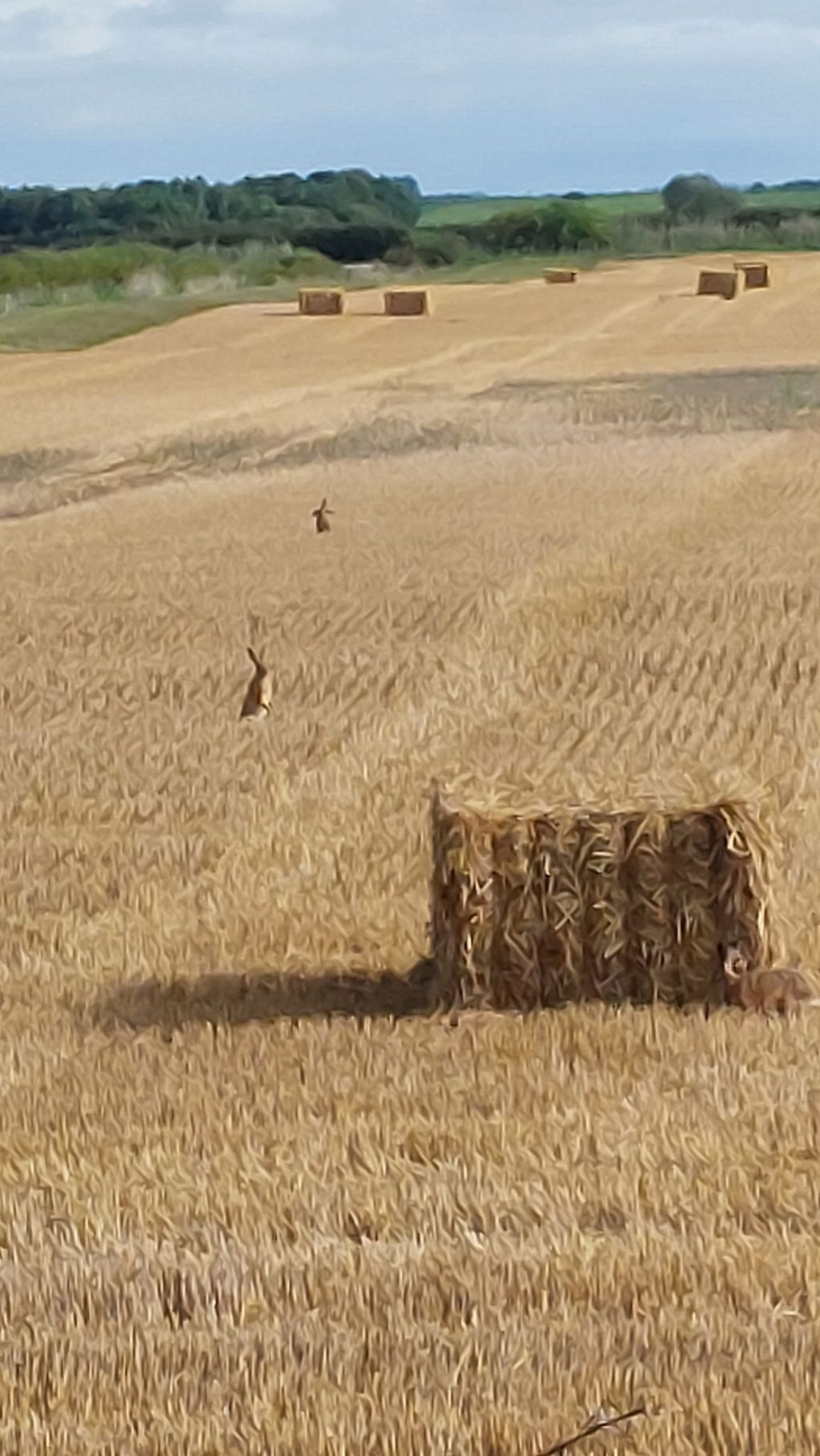 Bales of hay in field with rabbits