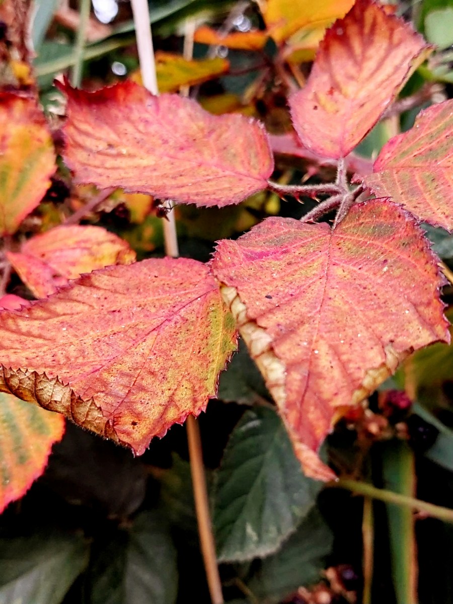 The August Slowdown: A Mindful Guide to Late-Summer&nbsp;Wellness