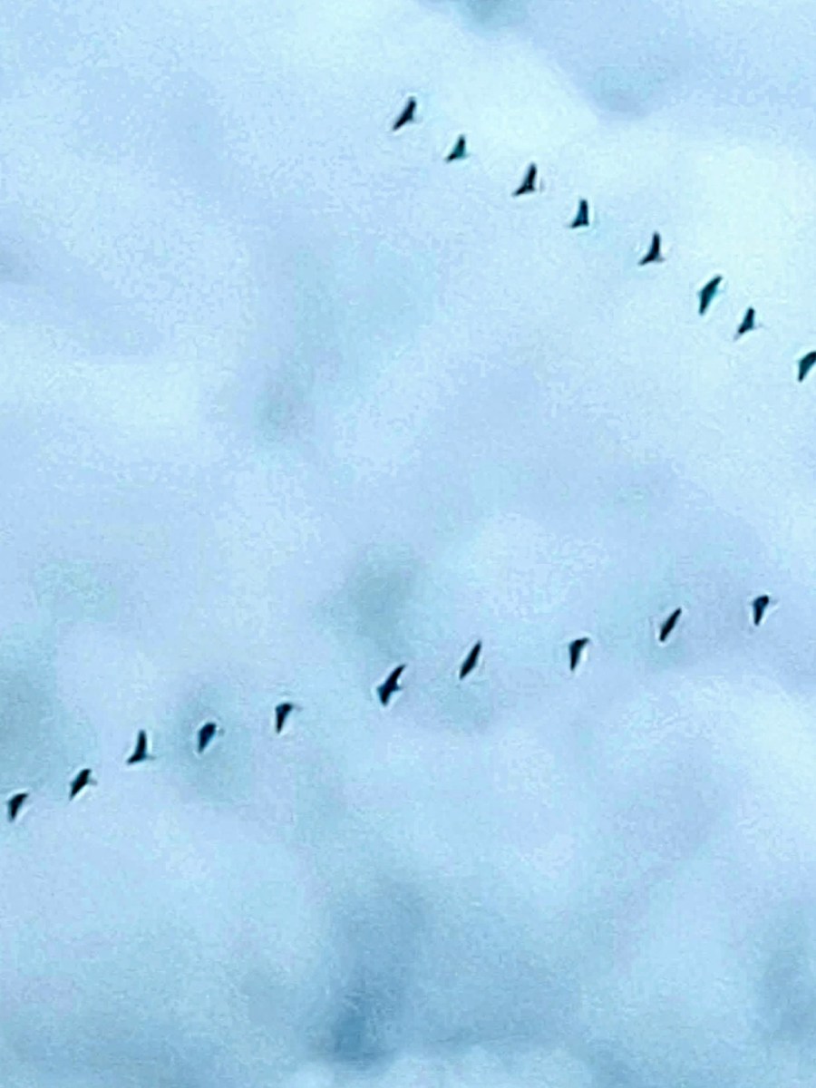 Embracing August: Yoga and the Wisdom of&nbsp;Geese