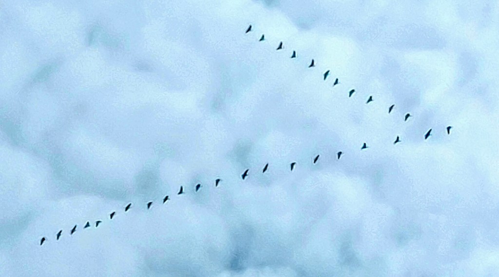 Geese flying in a v formation
