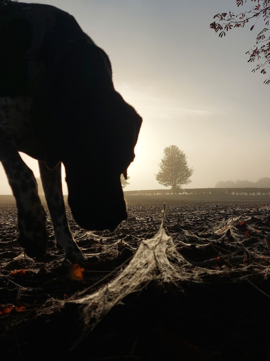 A New Chapter: The Quickening & Joining the&nbsp;Pack