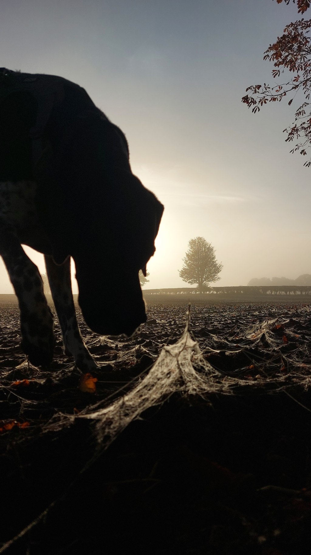 A silhouette of Joe Black, an English Pointer dog, head down as he carefully sniffs a frost-covered field at dawn. In the foreground, intricate, frost-coated spiderwebs are draped over the clods of mud, catching the morning light.